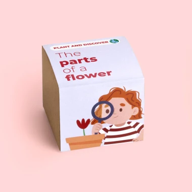 Plant and Discover Resetea – Części kwiatu